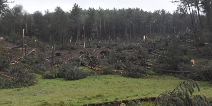 Fırtına hayatı felç etti. Yüzlerce ağaç devrildi, iletişim hatları zarar gördü