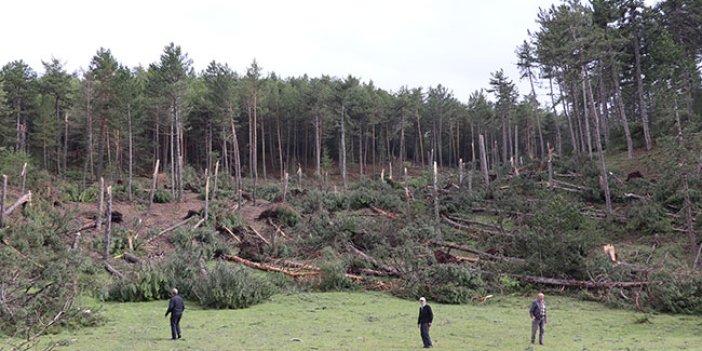 Yüzlerce ağaç yok oldu. Kütahya'da hortumun faturası pahalıya patladı