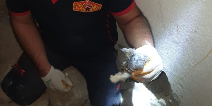 Banyo havalandırmasına giren 4 yavru kedi kurtarıldı