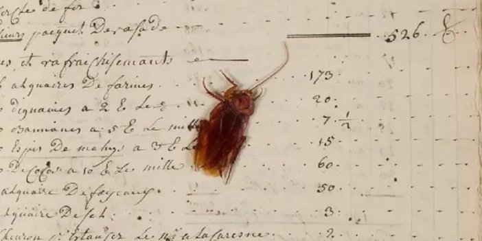 Arşivdeki defterden 200 yıllık hamam böceği çıktı