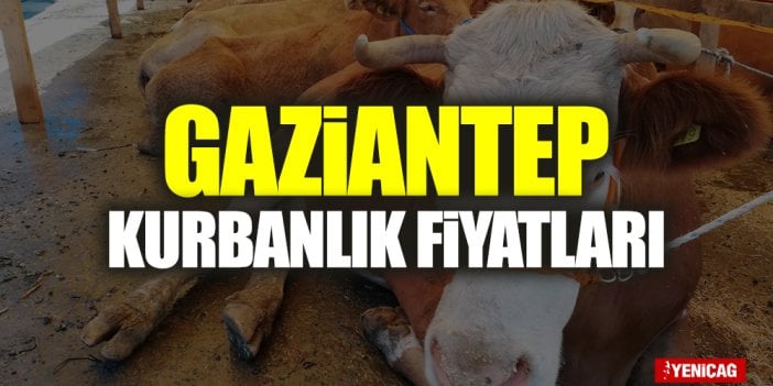 Gaziantep kurbanlık fiyatları 2022! Gaziantep’te büyükbaş, küçükbaş canlı kurbanlık fiyatı