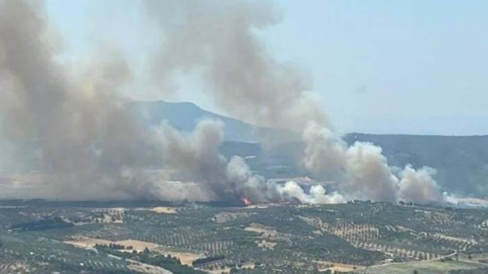 İzmir Foça'da orman yangını