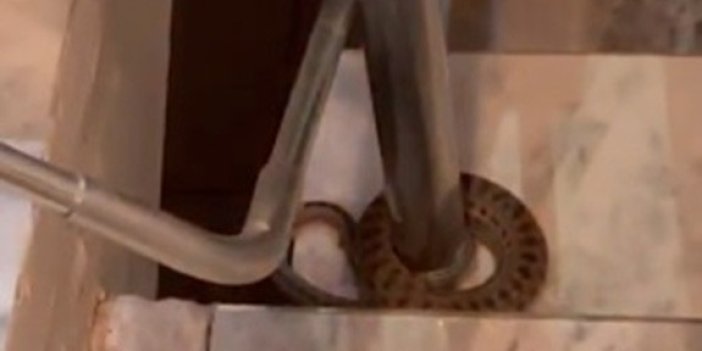 Elazığ'da apartmana giren yılan paniğe neden oldu