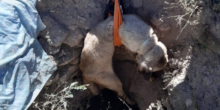 Aksaray'da 4 metrelik kuyuya düşen köpek kurtarıldı