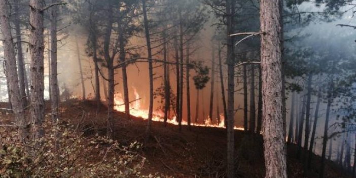 Ormana yakın alanda ateş yakan kişiye para cezası kesildi