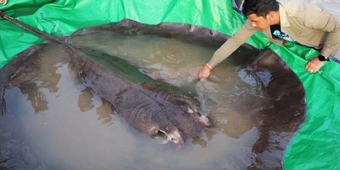 Kamboçya'da dünyanın en büyük tatlı su balığı yakalandı