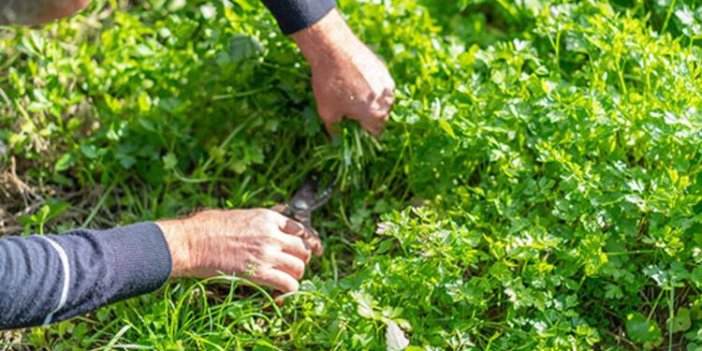 Faydası saymakla bitmiyor. İdrar söktürüyor. Cesaretlendiriyor. Etkisine kimse inanamıyor