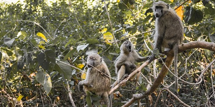 Tanzanya'da maymunların kaçırdığı bebek hayatını kaybetti