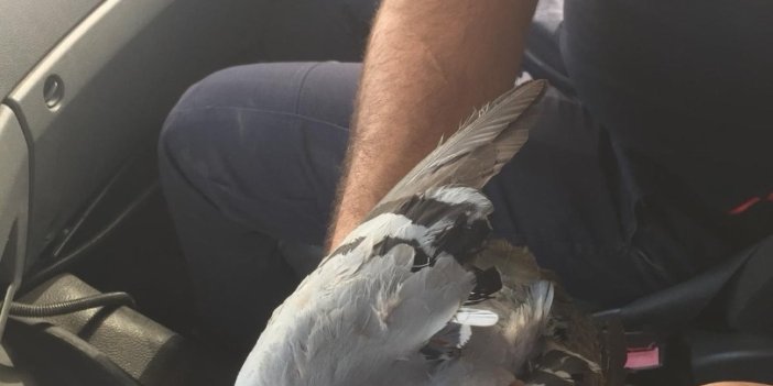 Çatıda asılı kalan güvercin kurtarıldı