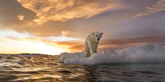 Grönland'da yeni bir kutup ayısı nüfusu keşfedildi