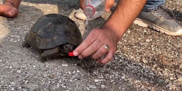 Marmaris’teki yangından kaçan kaplumbağa bir damla su ile kurtuldu. Ya kurtulamayanlar.