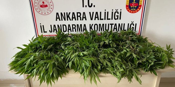 Ankara'da 830 kök kenevir ele geçirildi
