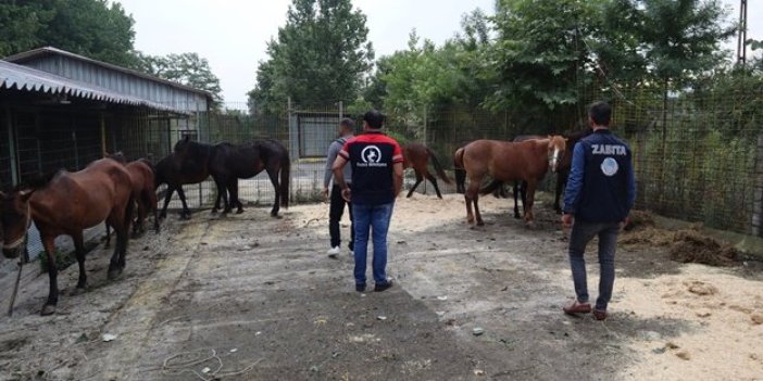 Düzce'de kaçak kesime götürülen 10 at kurtarıldı