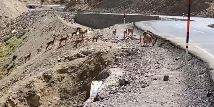 Dağ keçileri sürü halinde otobanda 