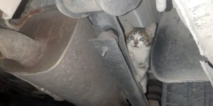 Otomobilin çamurluğuna sıkışan kedi kurtarıldı