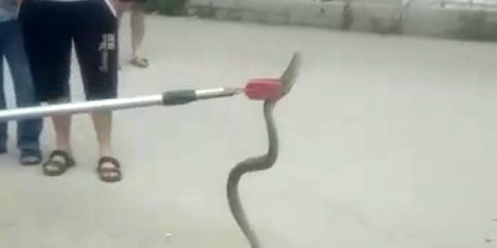 Otomobilin altına giren yılan paniği