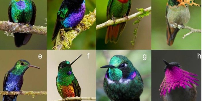 Dünyanın en renkli kuşu açıklandı