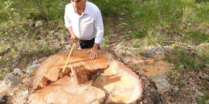 AKP’li vekil, anıt ağaç katliamına tepki gösterdi: 500 ila 1200 yaşlarındaydılar!