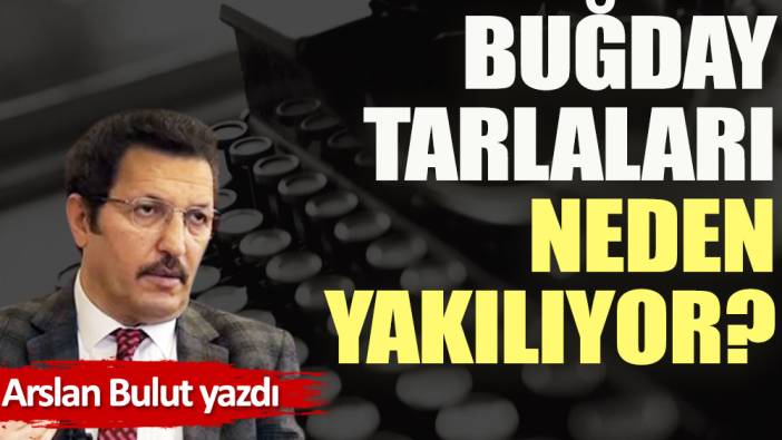 Buğday tarlaları neden yakılıyor?