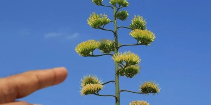 60 yıl sonra çiçek açtı, 5 metre uzadı | Şimdi koruma altında