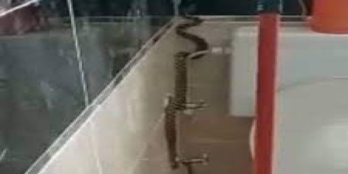 Yüzünü yıkamak için banyoya girdi, 2 metrelik bir yılanla karşılaştı