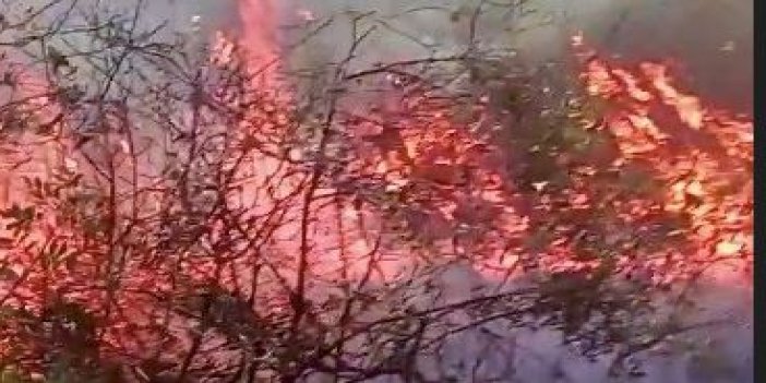 Manavgat’ta orman yangını. 2 kişi tutuklandı