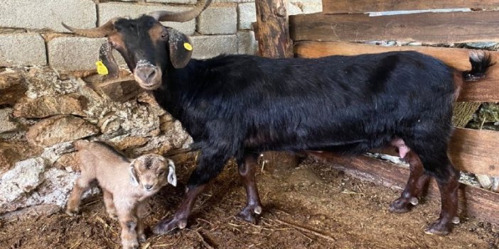 Annesi ona, o annesine hayat verdi. Kurbanlık alınan keçi doğum yapınca kesilmekten kurtuldu