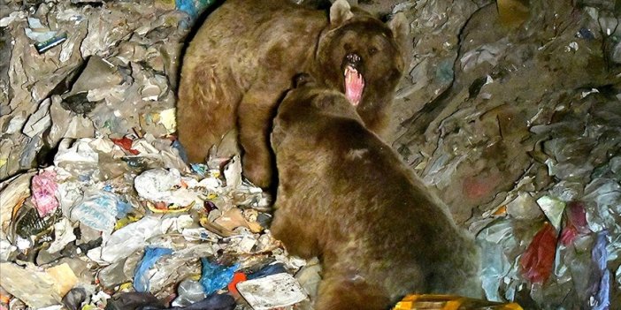 Kars'ta bozayılar çöplükte yiyecek aradı