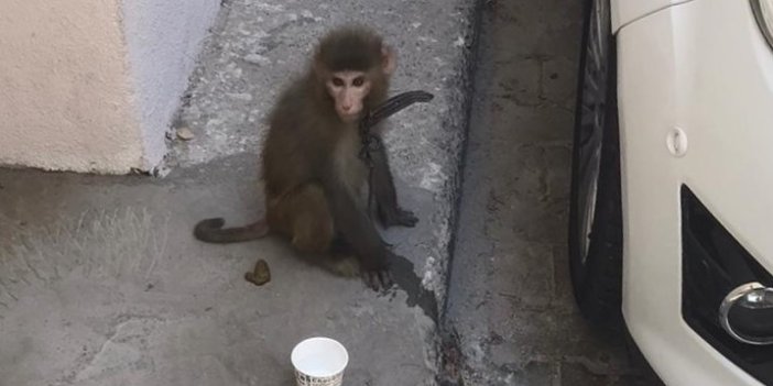 İzmir'de sokakta dolaşan bir maymun bulundu