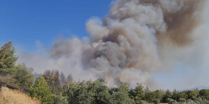 Aydın'da orman yangını. Tarım arazileri tehlikede