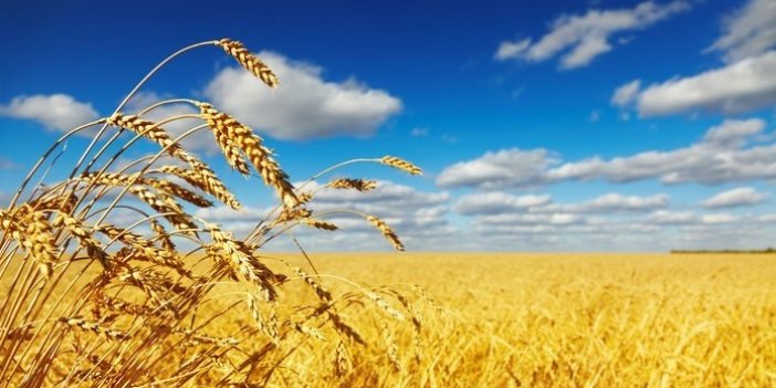 Kimler gizlice milyonlarca ton buğdayı stokluyor | Korkunç buğday iddiası