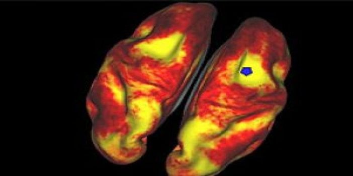 İnsan beyninin gizemi çözülüyor