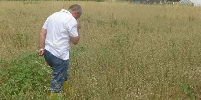 Edirne’de çayır tırtılları tarlaları yok ediyor. 2 günde 2 dönümlük yonca tarlasını kuruttu