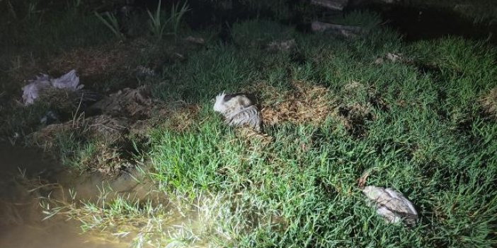 Konya'daki Düden Göleti'nde toplu martı ölümleri görüldü