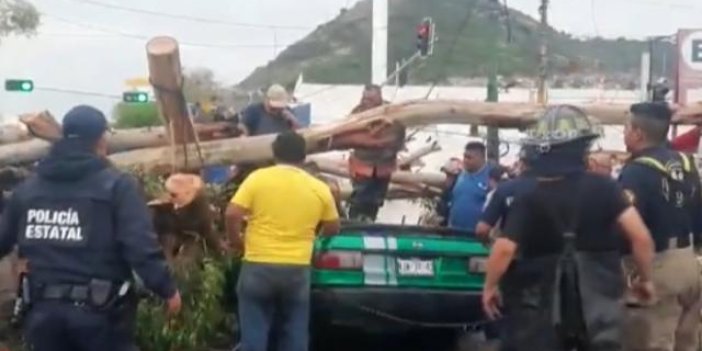 25 metrelik ağaç aracın üzerine devrildi. 1 ölü, 3 yaralı