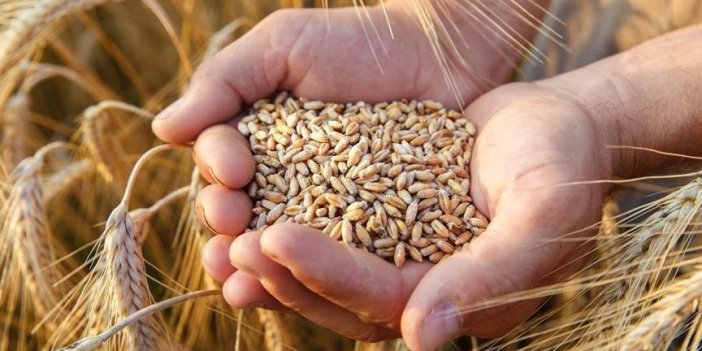 Çiftçiye buğday ve arpa desteği. Buğdaya kilo başına 1 lira destek verilecek
