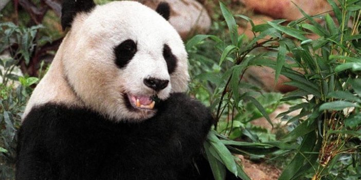 Dünyanın en yaşlı pandası An An öldü