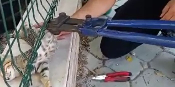 Aydın'da sitenin tel örgülerine sıkışan kedi kurtarıldı