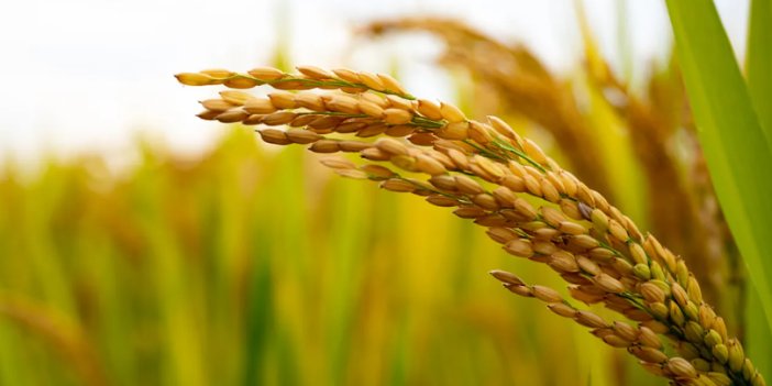 Çinli bilim insanları tahıl verimini artırmayı planlıyor: Yeni bir gen keşfetti