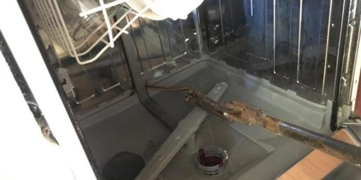 Muğla'da bir evin bulaşık makinesinden yılan çıktı
