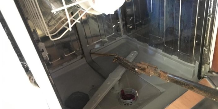 Bulaşık makinesinden çıkan yılan ev sahibini korkuttu