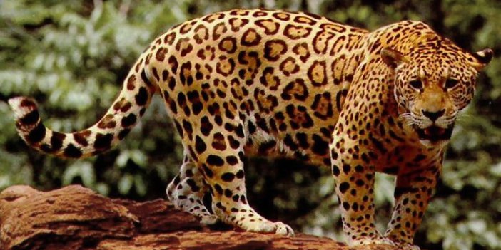 14 yaşındaki çocuğa jaguar saldırdı