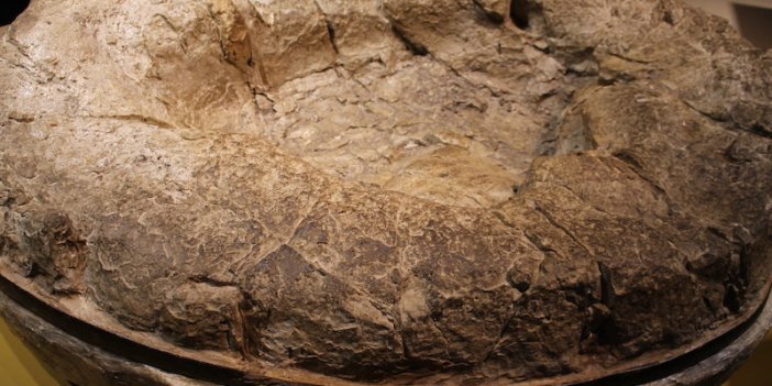 Restoranın avlusunda 100 milyon yıllık ayak izleri bulundu. Dünyanın en büyük dinozor türüne ait