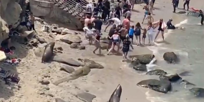 Plaja çıkan deniz aslanları turistleri kovaladı. Turistlerin ödü koptu