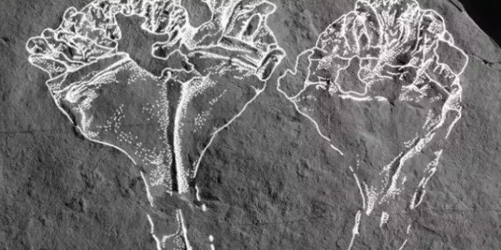 Bilim insanları ulaştığı bilgiyle şok oldu: İşte 530 yıllık fosilin ait olduğu hayvan