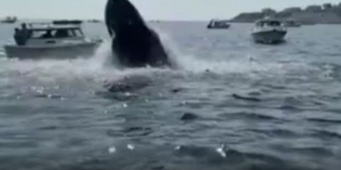 Kambur balina teknedekilere dehşete yaşattı