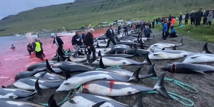 Faroe Adaları'nın Grindadrap Festivali'nde 100 şişeburunlu yunus katledildi