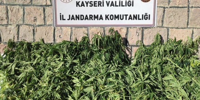 Kayseri'de bin 125 kök kenevir ele geçirildi