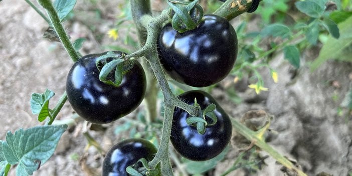 Kansere faydası olan siyah domatesi görenler şaşkına döndü