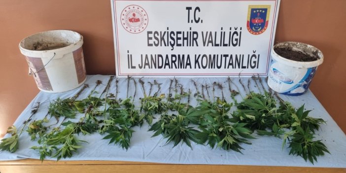 Eskişehir’in Mihalıççık ilçesinde kendine ait olmayan evin bahçesine kenevir eken şüpheli yakalandı